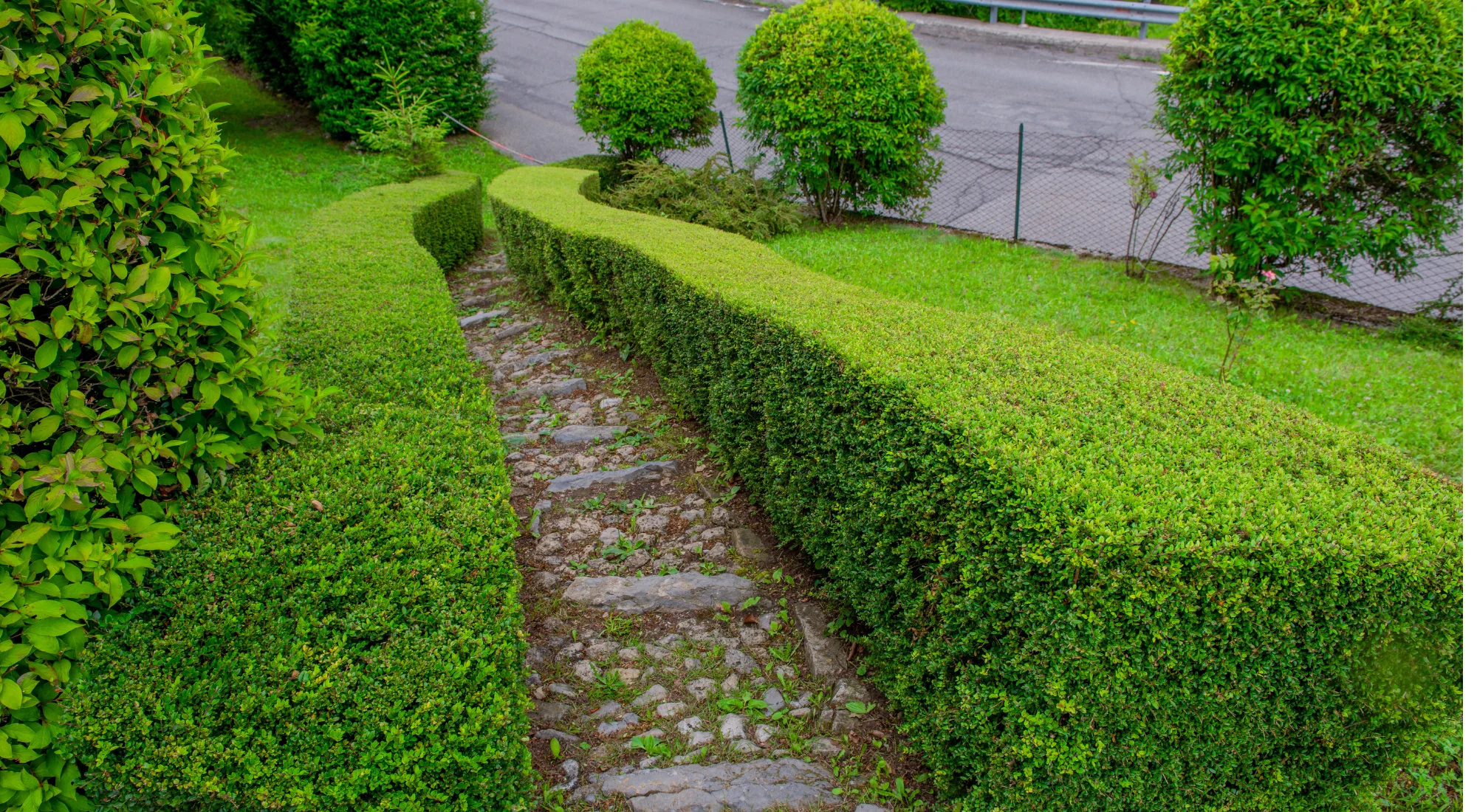 Architectural hedge trimming along a stone pathway in White Rock BC