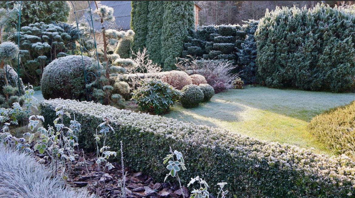 Frost-covered sculpted evergreen shrubs during British Columbia winter